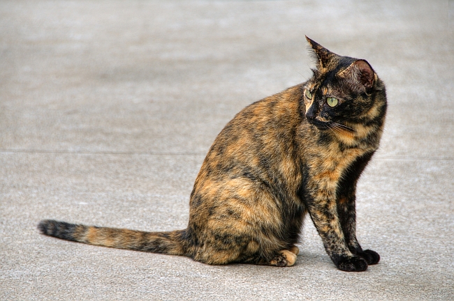 Tortoiseshell Cat