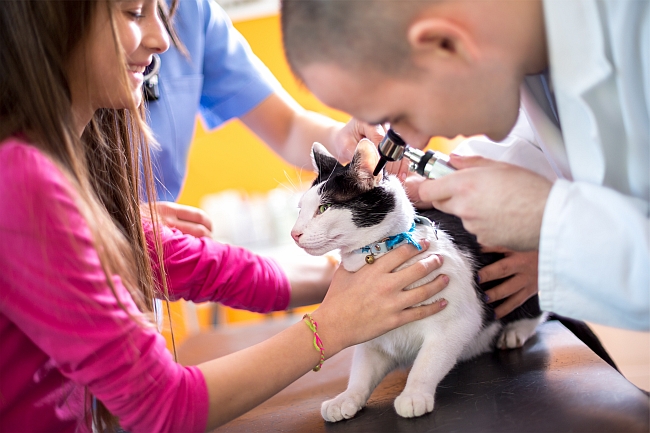 ear exam for cat at veternarian's office