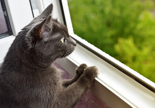 cat looking out the window