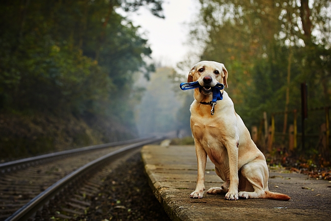 dog waiting on train platform