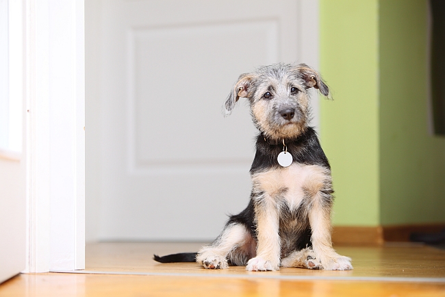 mutt sitting in doorway