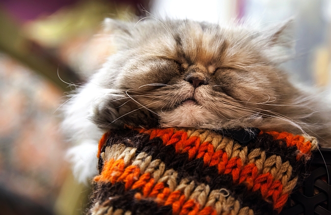 persian cat sleeping