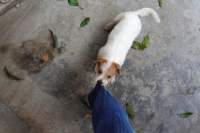 puppy biting pant leg