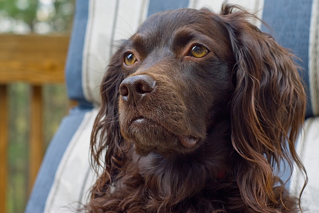 Boykin Spaniel