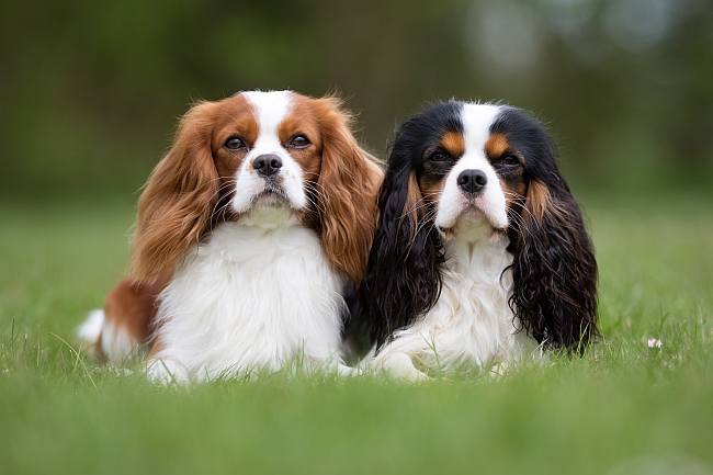 Why We Adore Cavalier King Charles Spaniel Dogs