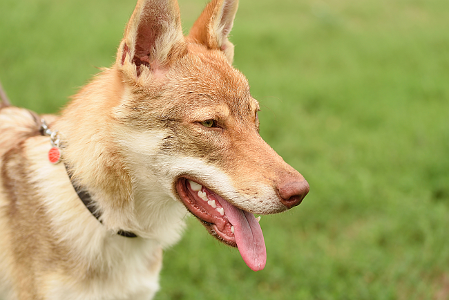 Czech Wolfdog