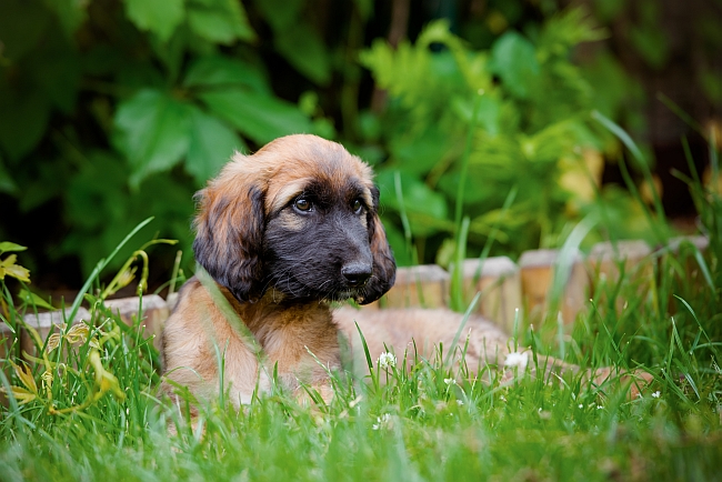 Afghan hound puppy