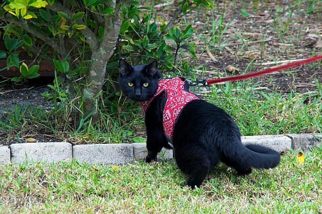 black-cat-on-leash