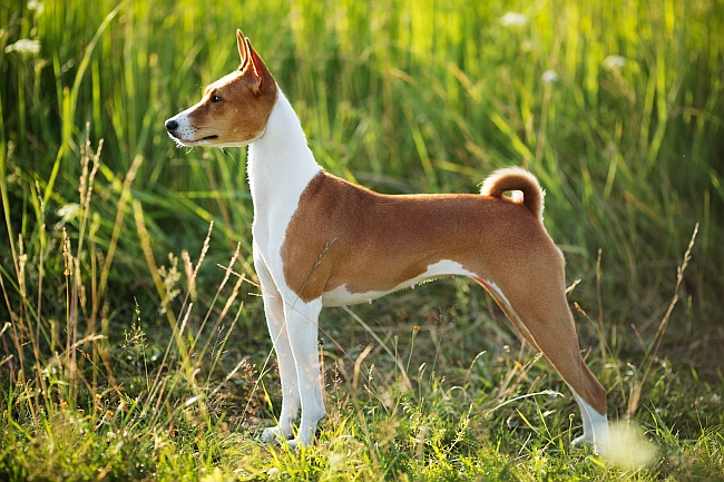 basenji dog