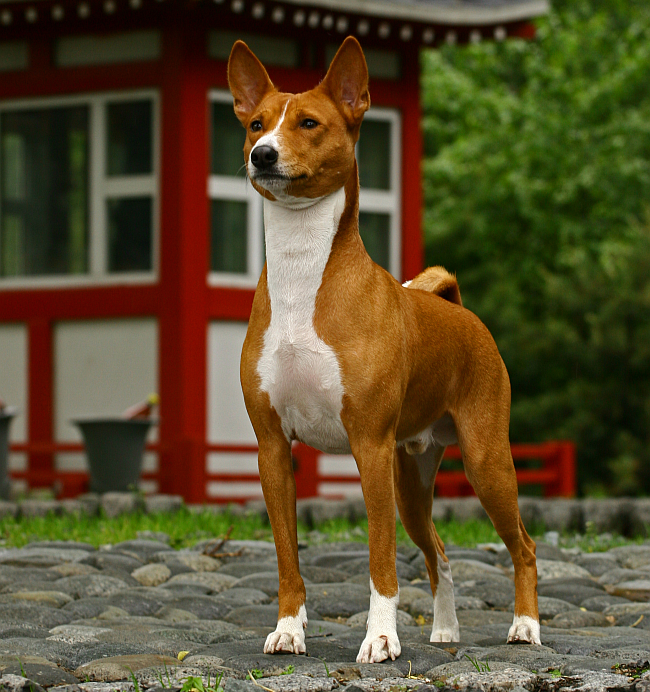 The 10 Oldest Dog Breeds