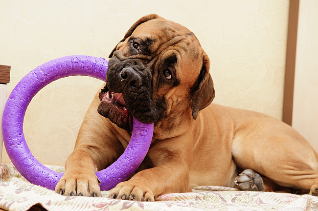 Bullmastiff chewing on toy