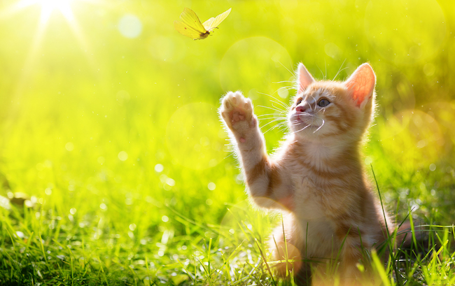 cat playing with butterfly