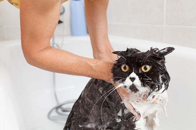 cat bathing