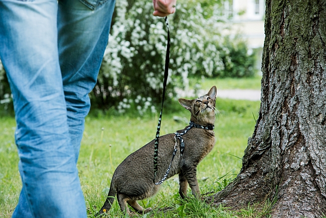 cat being walked on a leash