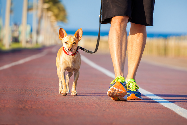 dog and owner walking