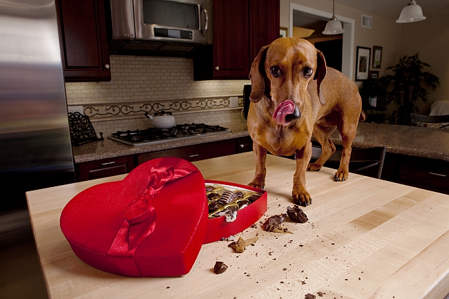 dog eating chocolate on kitchen counter