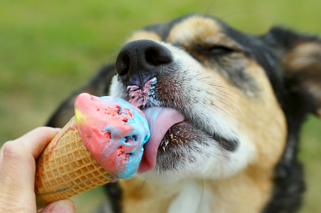 dog licking ice cream