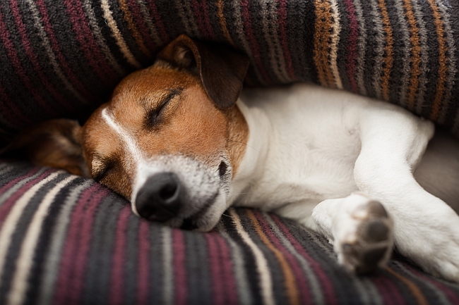 dog sleeping under pillow