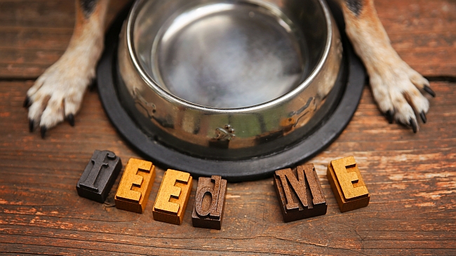 dog paws and food bowl