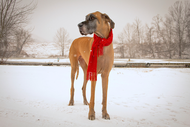 great dane dog standing in snow