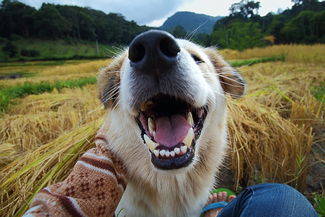 close-up of smiling dog