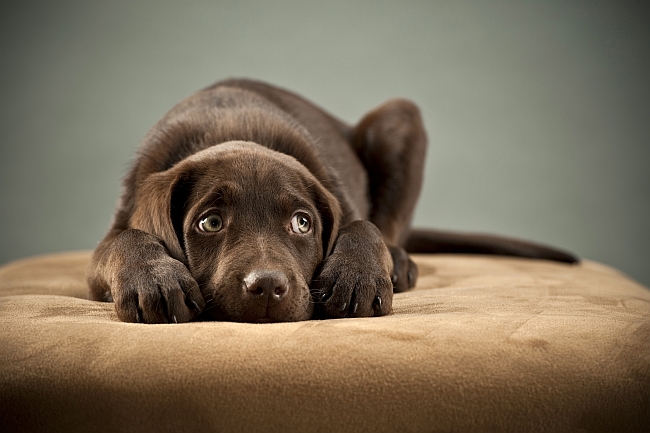 scared labrador puppy