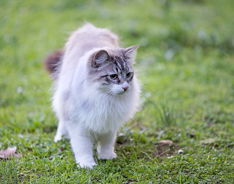 Birman Cat