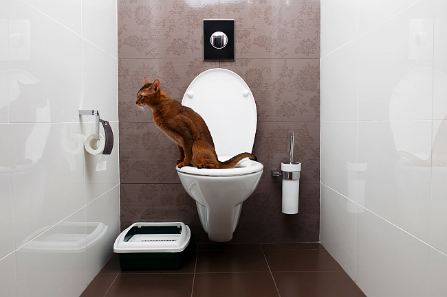 abyssinian cat on toilet