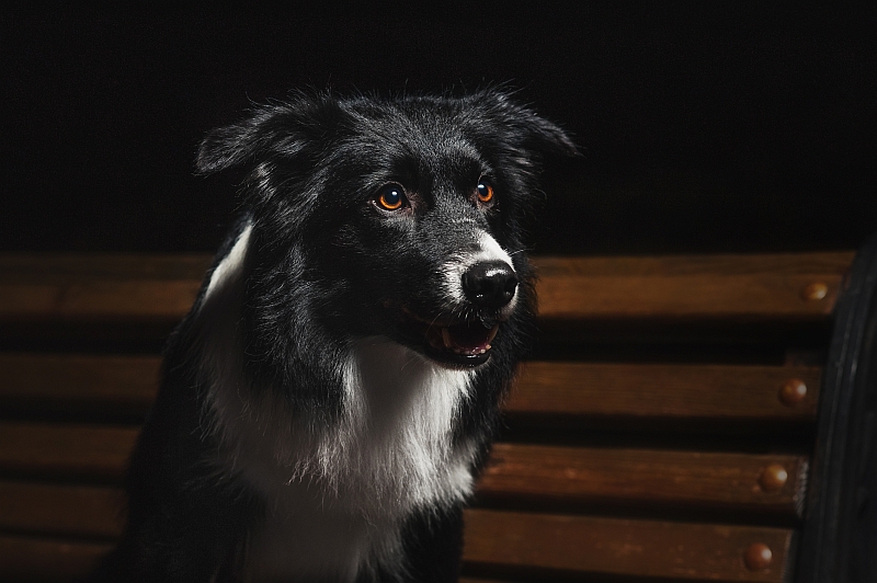 border collie in the dark