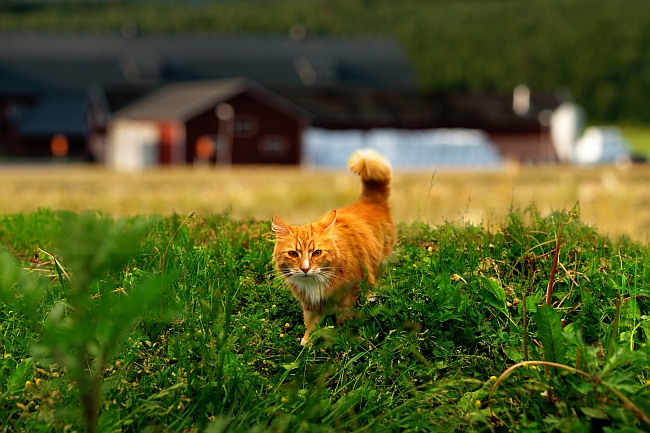 cat on a farm