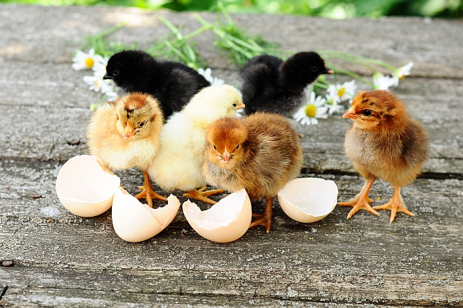 chicks and eggshells