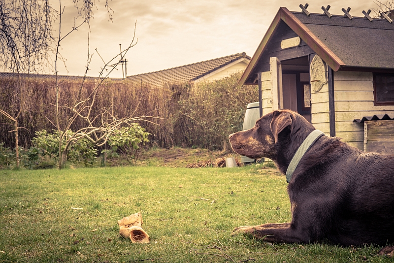 dog with bone sitting in the yard