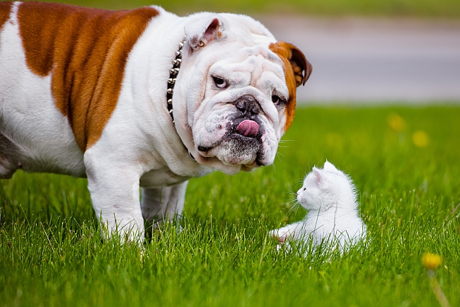 English bulldog with white kitten