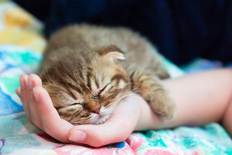 kitten sleeping (resting head) in owner's palm