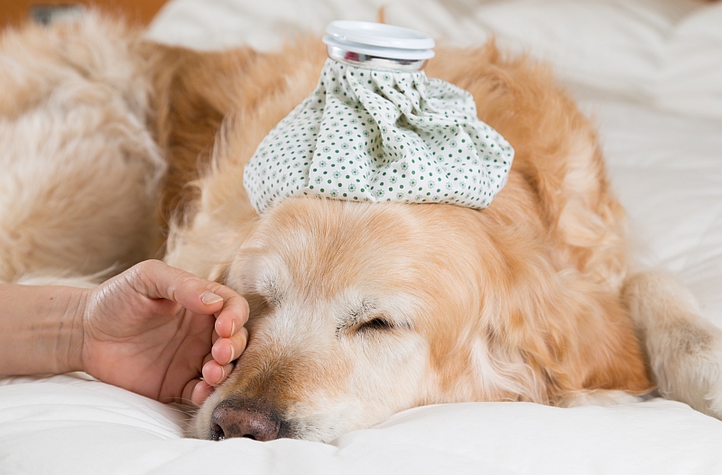 Caring For Convalescing Pets