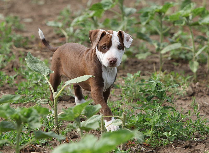 pit bull puppy in field