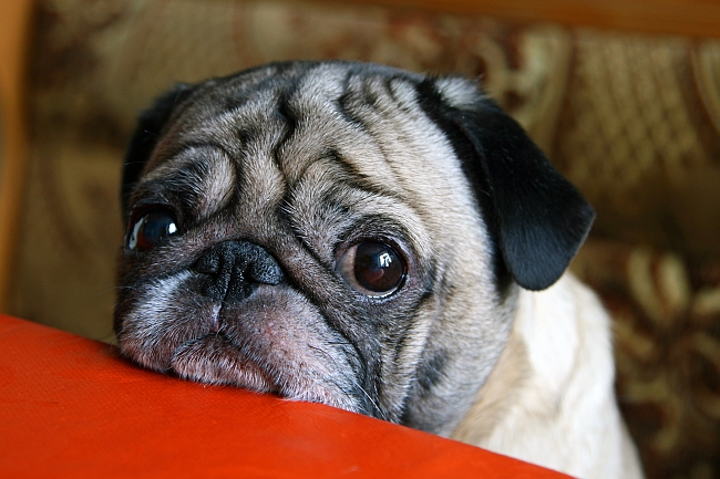 pug with sad eyes