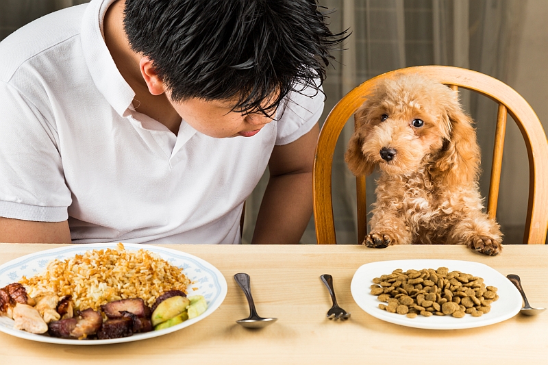 puppy eating dinner with owner at the table