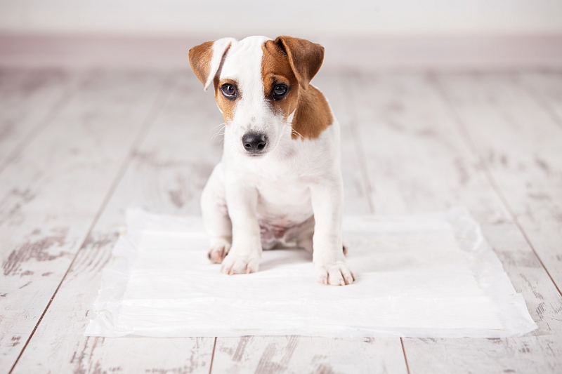 puppy on training pad