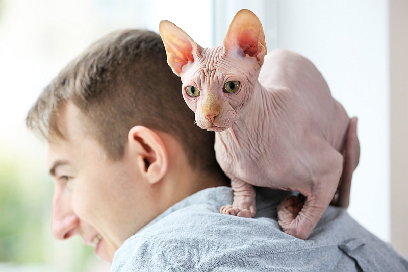 sphynx cat sitting on man's shoulder