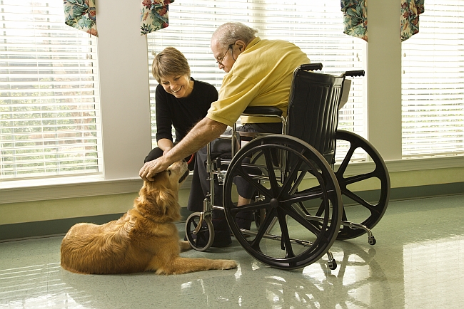 old man in wheelchair petting therapy dog