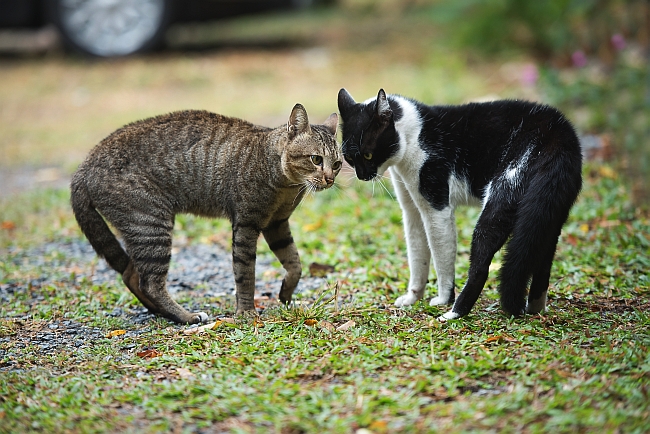 two cats about to fight