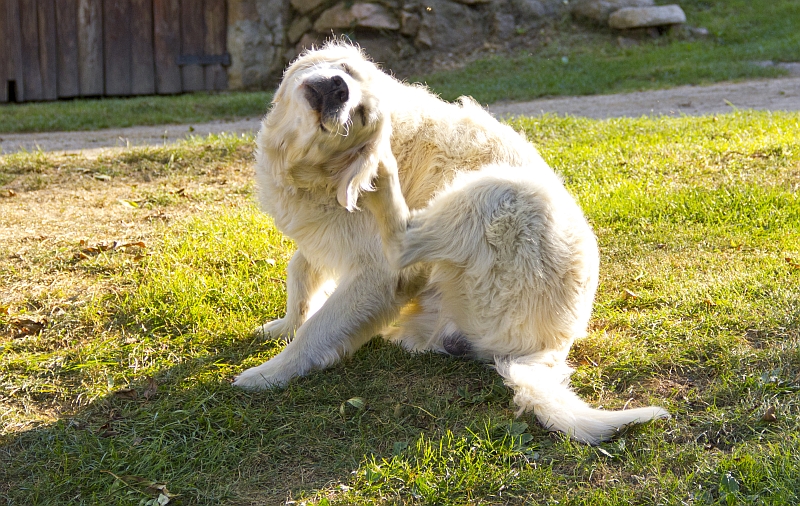 Golden Retriever Scratching