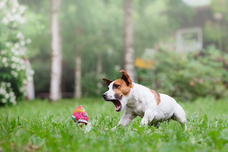 jack russell terrier playing fetch