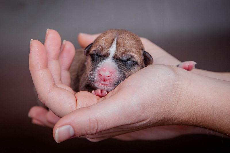 Newborn basenji puppy