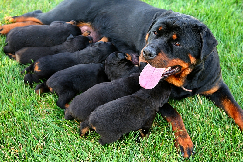 Rottweiler nursing puppies