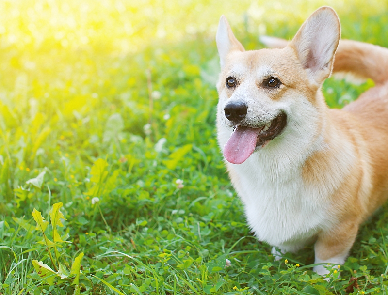 Pembroke Welsh Corgi