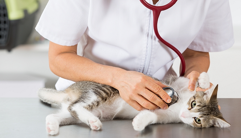 cat being examined by vet