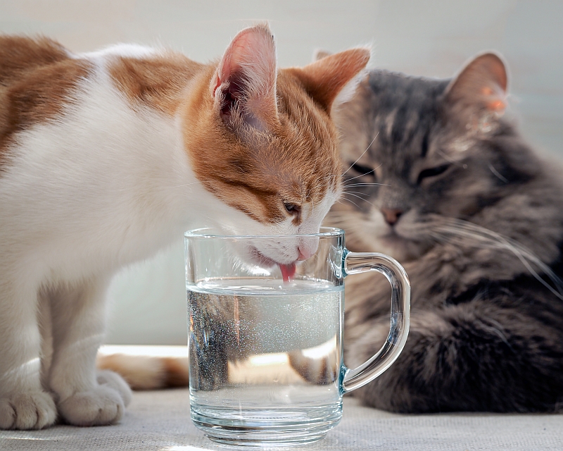 cat drinking water from a glass