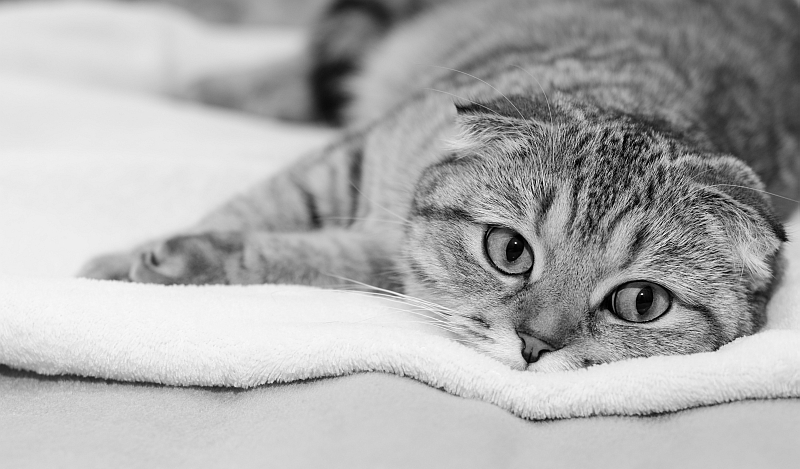 Signs of Renal Disease in Cats